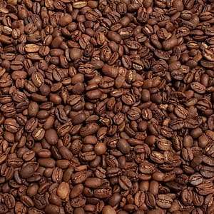 Sulawesi Kalossi